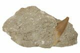 Otodus Shark Tooth Fossil in Rock - Eocene #230910-1